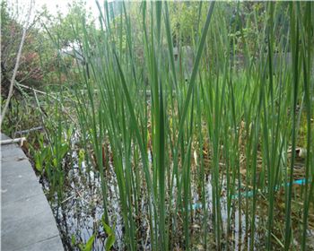 武漢天地人工濕地